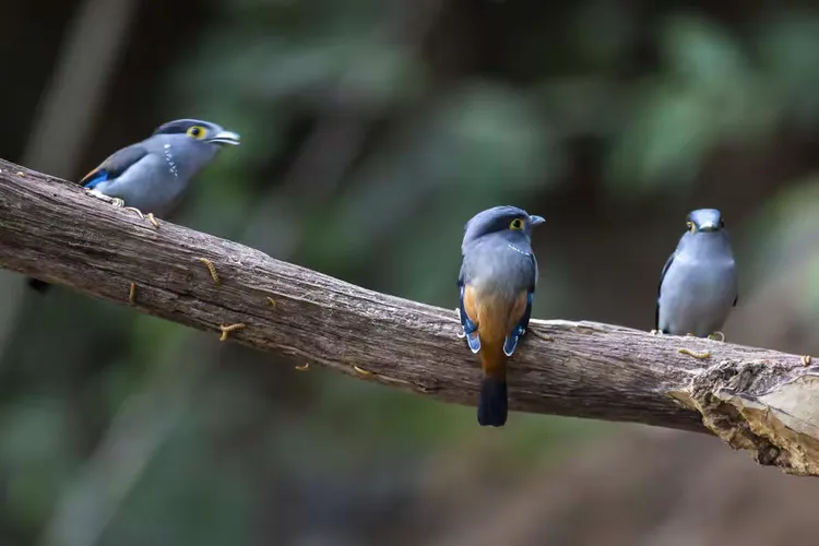 雄鸟队凭借团队合作取得胜利,表现出色 雄鸟队凭借团队合作取得胜利,表现出色